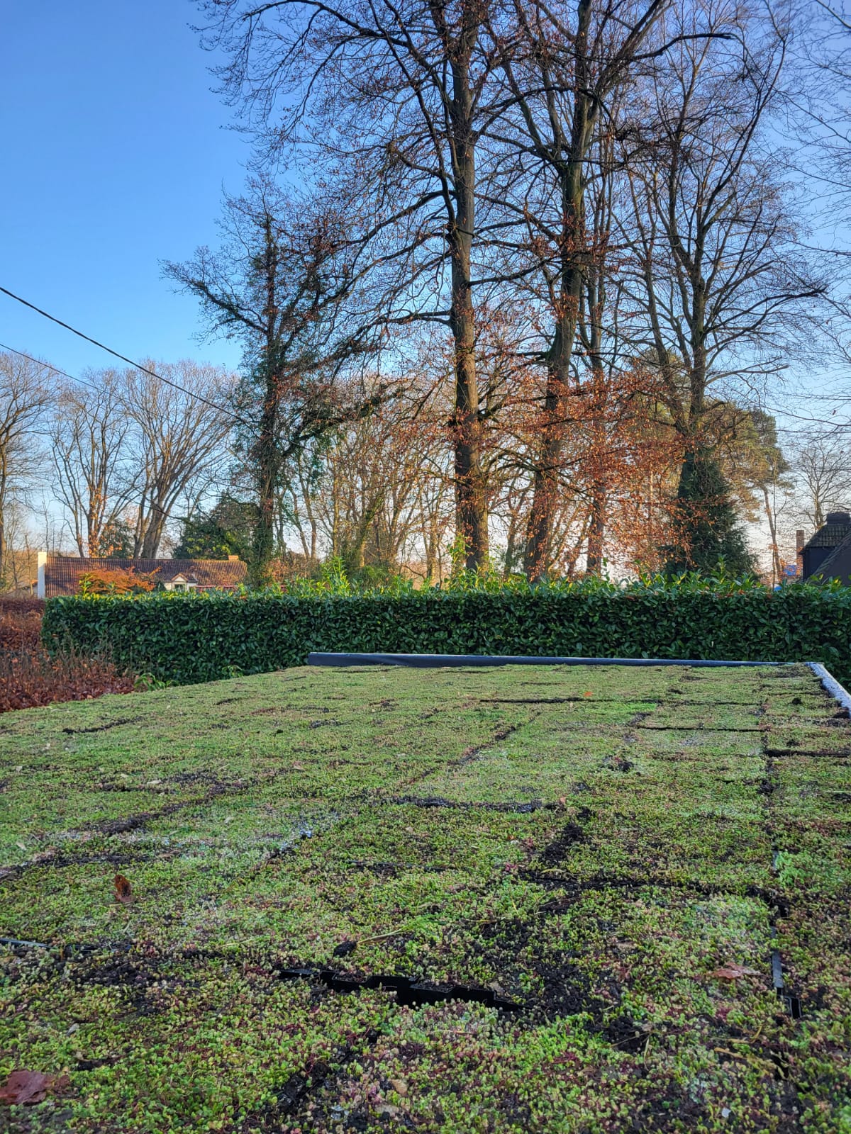 Freshly laid sedum roof