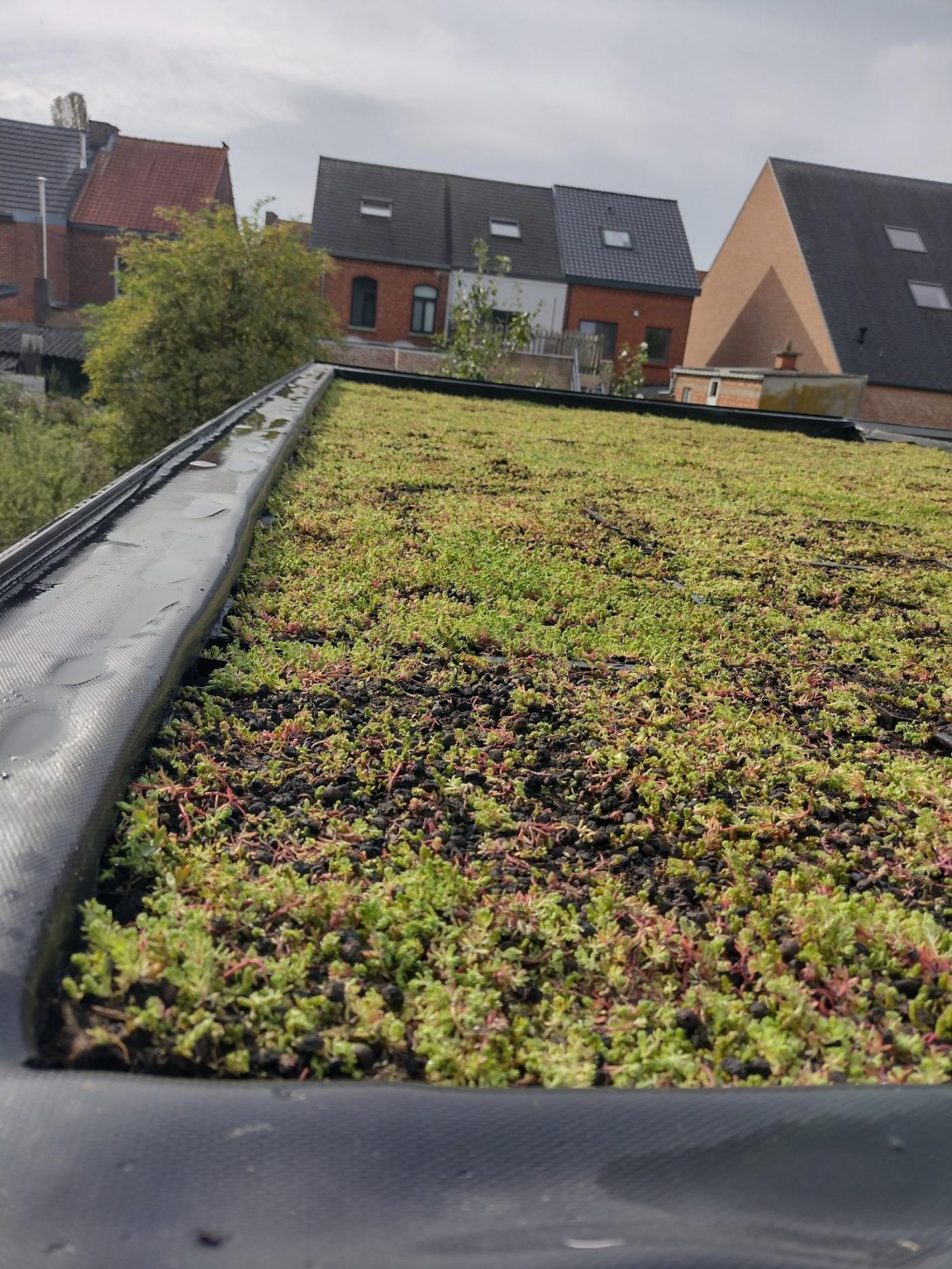 Sedum roof over village rooftops