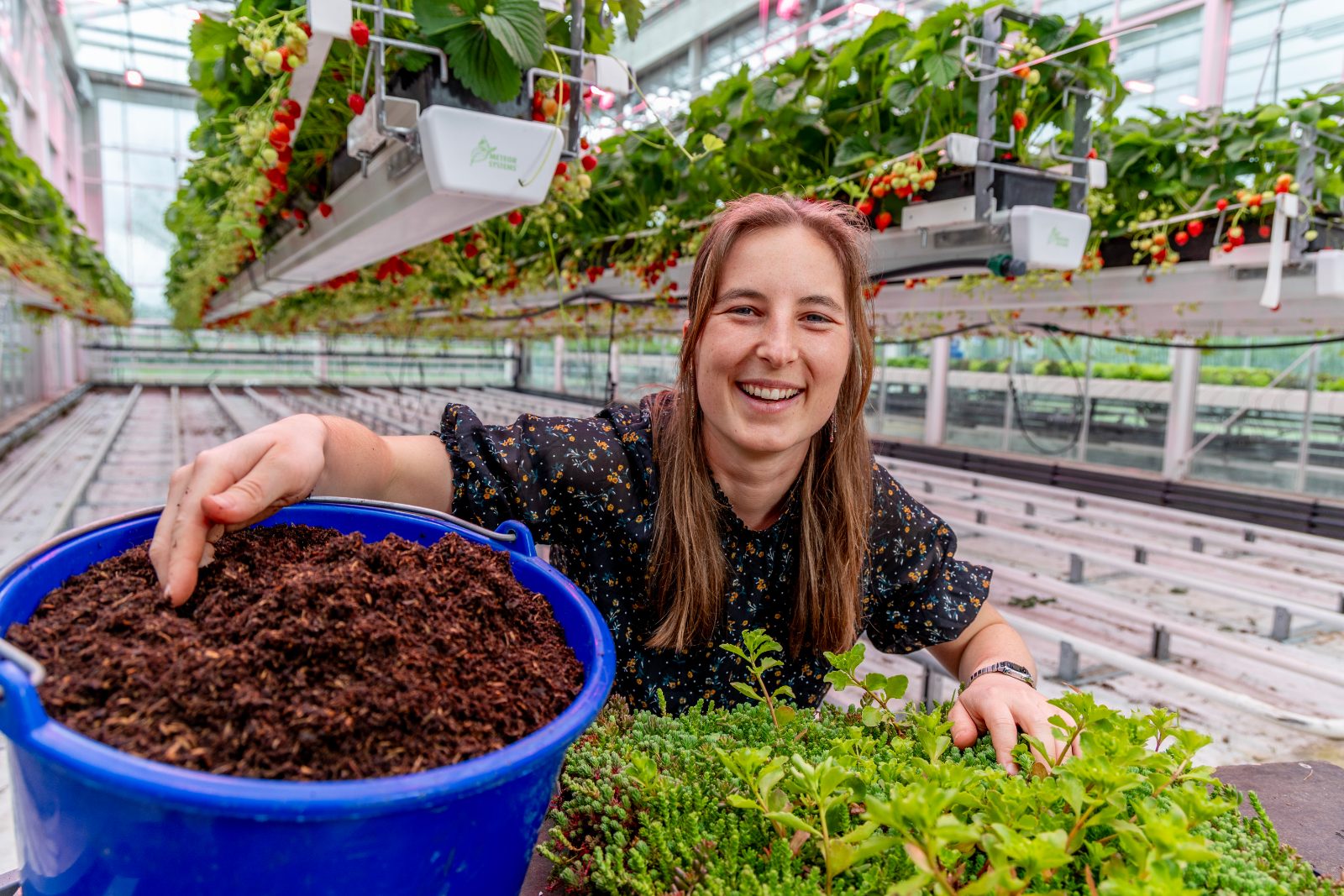 Astrid Vanhoutte in de serre met veenvrije potgrond en sedum