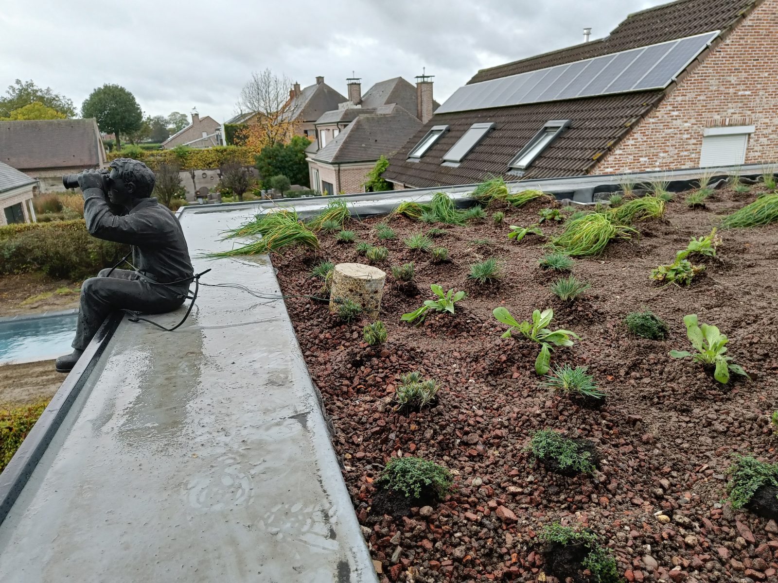 Freshly planted biodiverse roof with statue