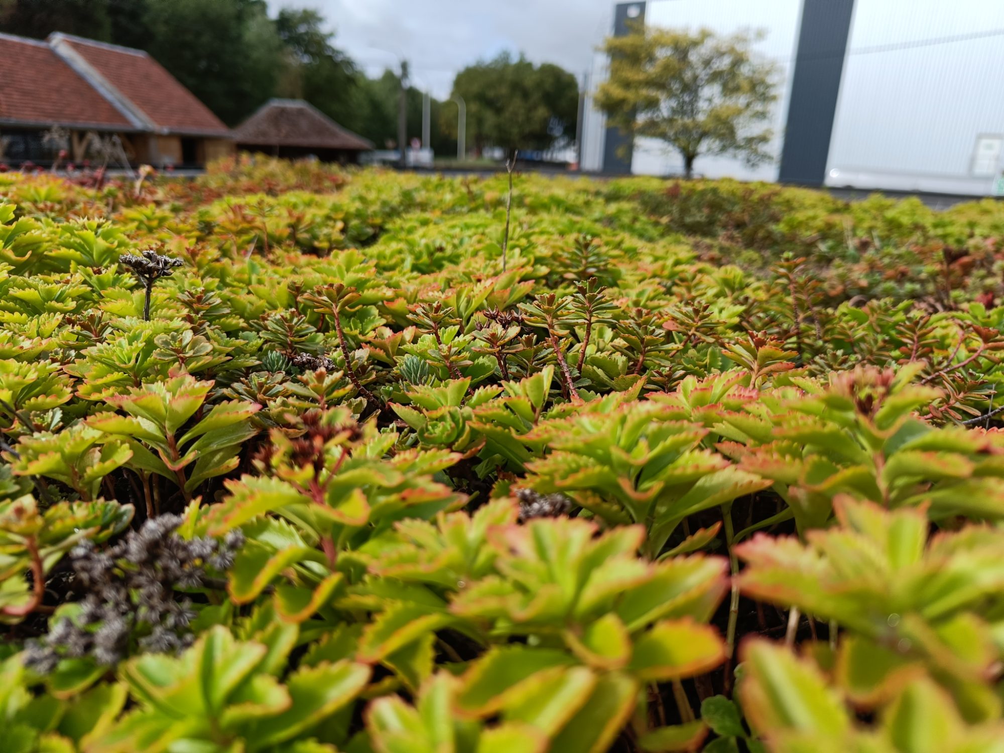 Sedumgroendak in herfstkleuren in de Plantendak-showroom