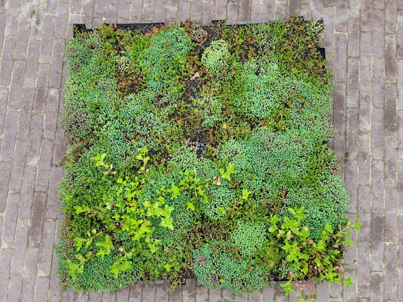 Sedum vegetation