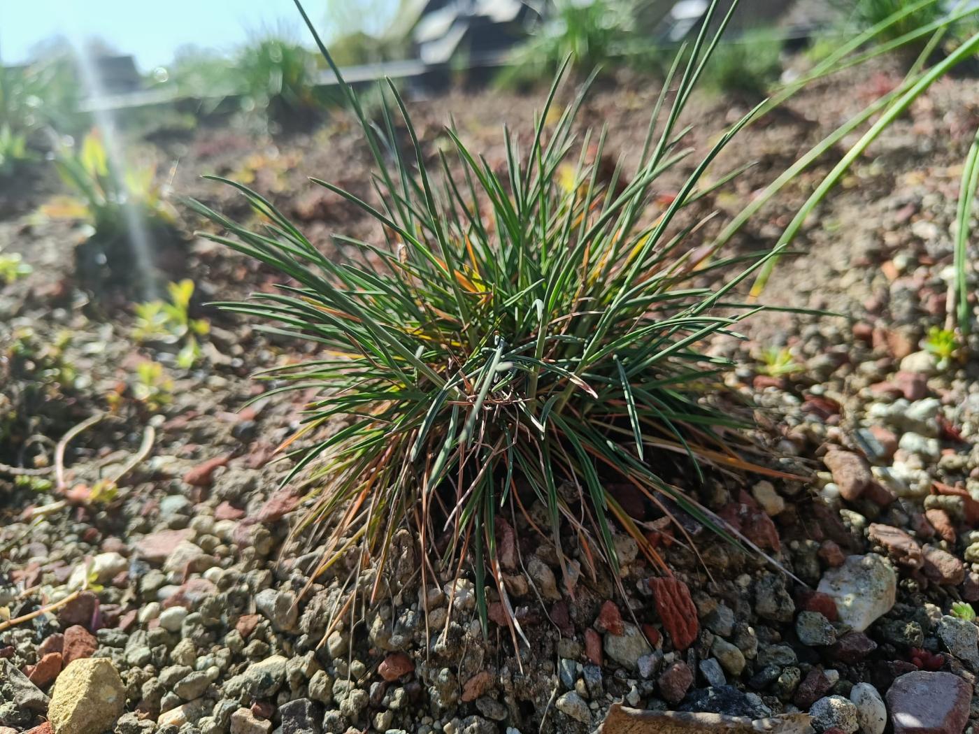 Ornamental grasses