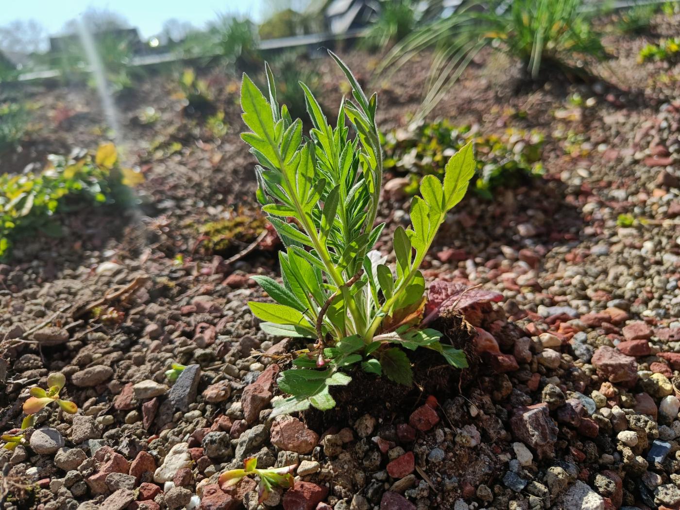 Colourful herbs for a biodiverse roof