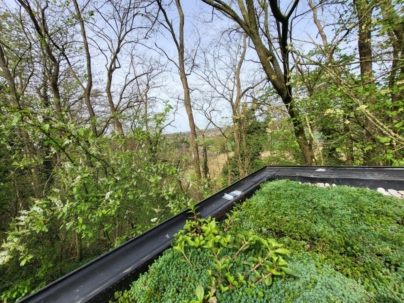 Healthy flowering sedum roof