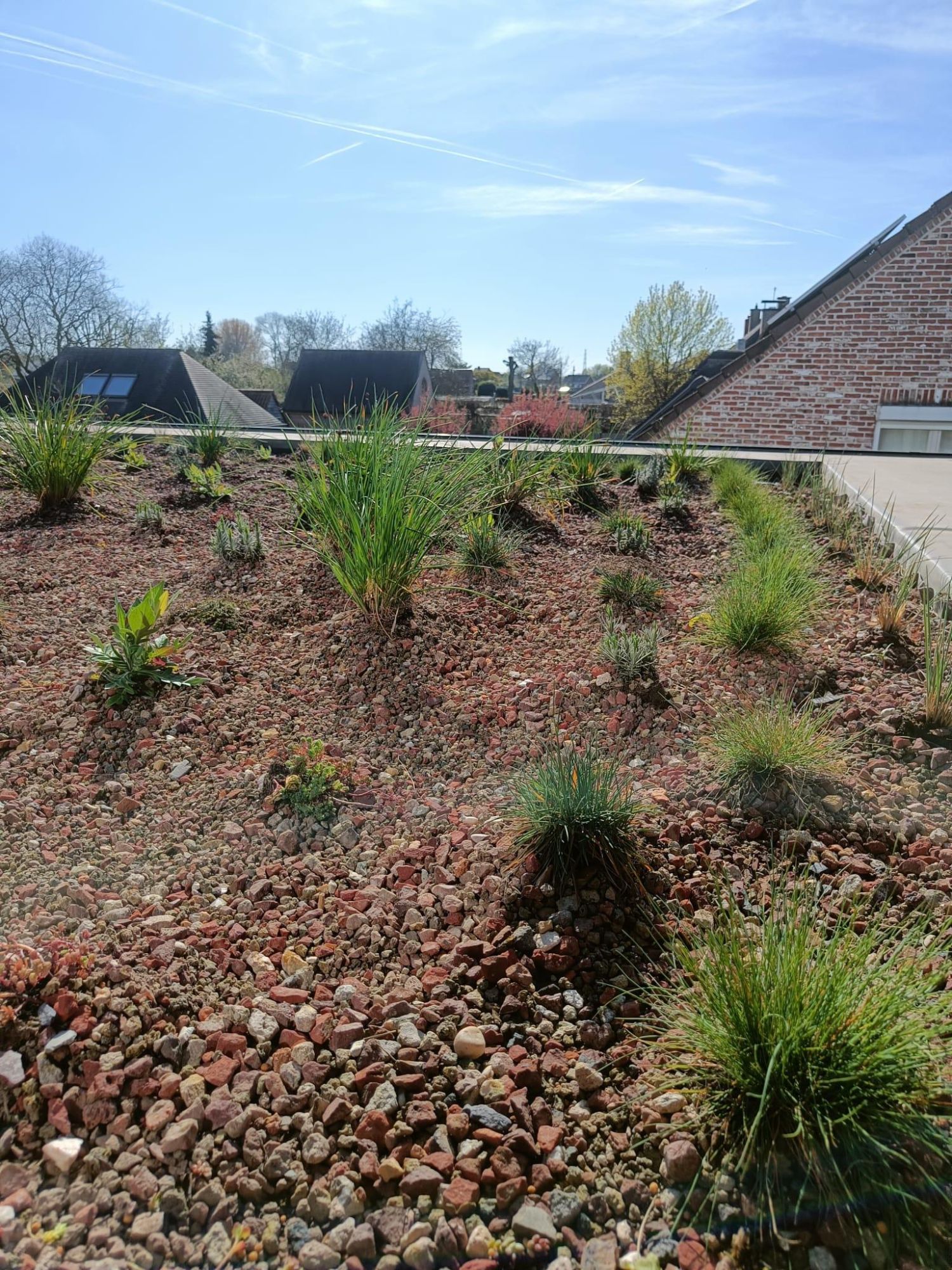 Biodiverse herb meadow roof